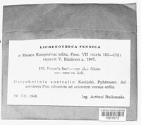 Pseudevernia furfuracea image